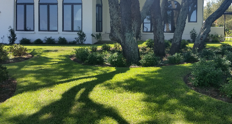 Lawn Maintenance